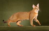 Picture of Chausie walking