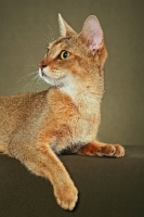 Picture of Chausie