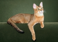 Picture of Chausie