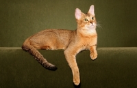 Picture of Chausie