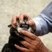 Picture of checking a cat's teeth
