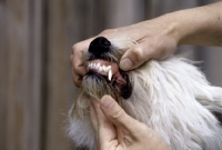 Picture of checking dog's teeth