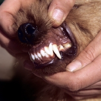 Picture of checking teeth on a norfolk terrier, a good mouth
