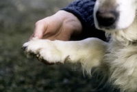 Picture of checking the paw of a golden retriever