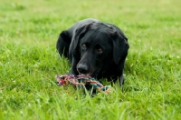 Picture of Cheeky Labrador chewing toy whilst watching owner