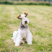 Picture of cheeky wire fox terrier