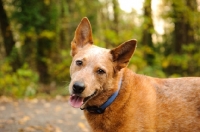 Picture of cheerful Australian Cattle Dog