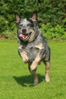 Picture of cheerful Australian Cattle Dog