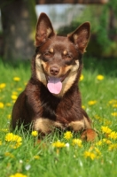 Picture of cheerful Australian Kelpie 