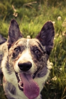 Picture of cheerful Cardigan Corgi