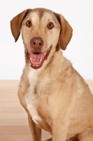 Picture of cheerful Chesapeake Bay Retriever