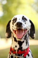 Picture of cheerful Dalmatian wearing red collar