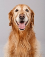 Picture of cheerful Golden Retriever