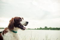 Picture of cheerful Irish red and white setter
