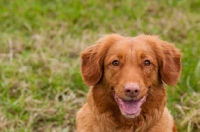 Picture of cheerful Nova Scotia Duck Tolling Retriever 