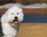Picture of cheerful Old English Sheepdog outdoors