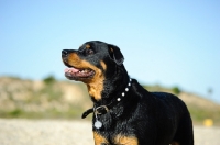 Picture of cheerful Rottweiler