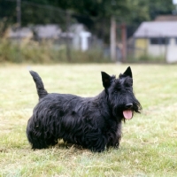 Picture of cheerful scottish terrier