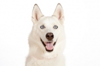Picture of cheerful Siberian Husky cross bred dog