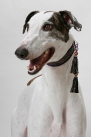 Picture of cheerful white and brindle Greyhound, australian champion and finnish champion