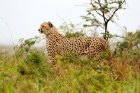 Picture of Cheetah in South Africa