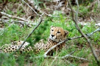 Picture of Cheetah lying down