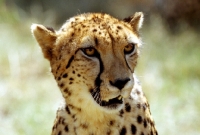 Picture of Cheetah portrait