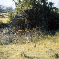Picture of cheetah walking in amboseli np, east africa,  side view