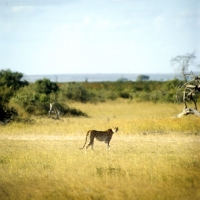 Picture of cheetah walking in amboseli np africa