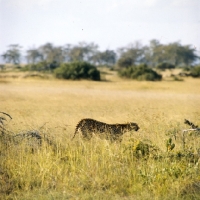 Picture of cheetah walking in high grass in amboseli np