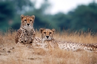 Picture of Cheetahs