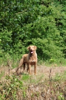 Picture of Chesapeake Bay Retriever amongst greenery