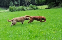 Picture of Chesapeake Bay Retriever dog and working Golden Retriever bitch