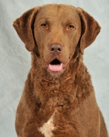 Picture of Chesapeake Bay Retriever head study