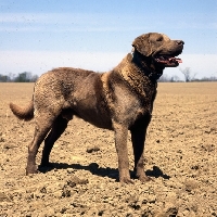Picture of chesapeake bay retriever in a ploughed field in usa
