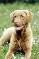 Picture of chesapeake bay retriever in grass