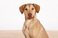 Picture of Chesapeake Bay Retriever in studio