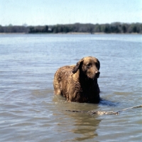 Picture of chesapeake bay retriever in the chesapeake bay, usa with stick,
