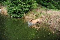 Picture of Chesapeake Bay Retriever jumping in water