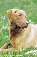 Picture of chesapeake bay retriever lying down in grass