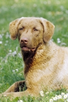 Picture of chesapeake bay retriever lying down