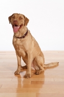 Picture of Chesapeake Bay Retriever, mouth open