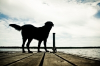 Picture of chesapeake Bay Retriever on dock