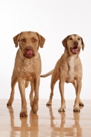 Picture of Chesapeake Bay Retriever, one licking lips