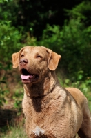 Picture of Chesapeake Bay Retriever portrait