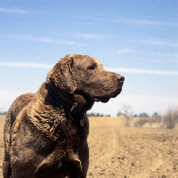 Picture of chesapeake bay retriever, portrait