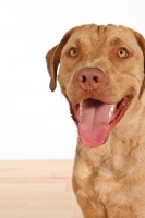 Picture of Chesapeake Bay Retriever portrait