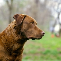 Picture of chesapeake bay retriever, portrait