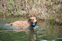 Picture of Chesapeake Bay Retriever retrieving dummy from water