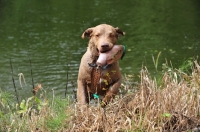 Picture of Chesapeake Bay Retriever retrieving dummy